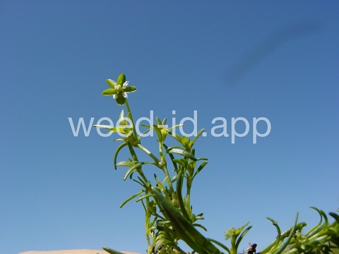 pearlwort, birdseye
